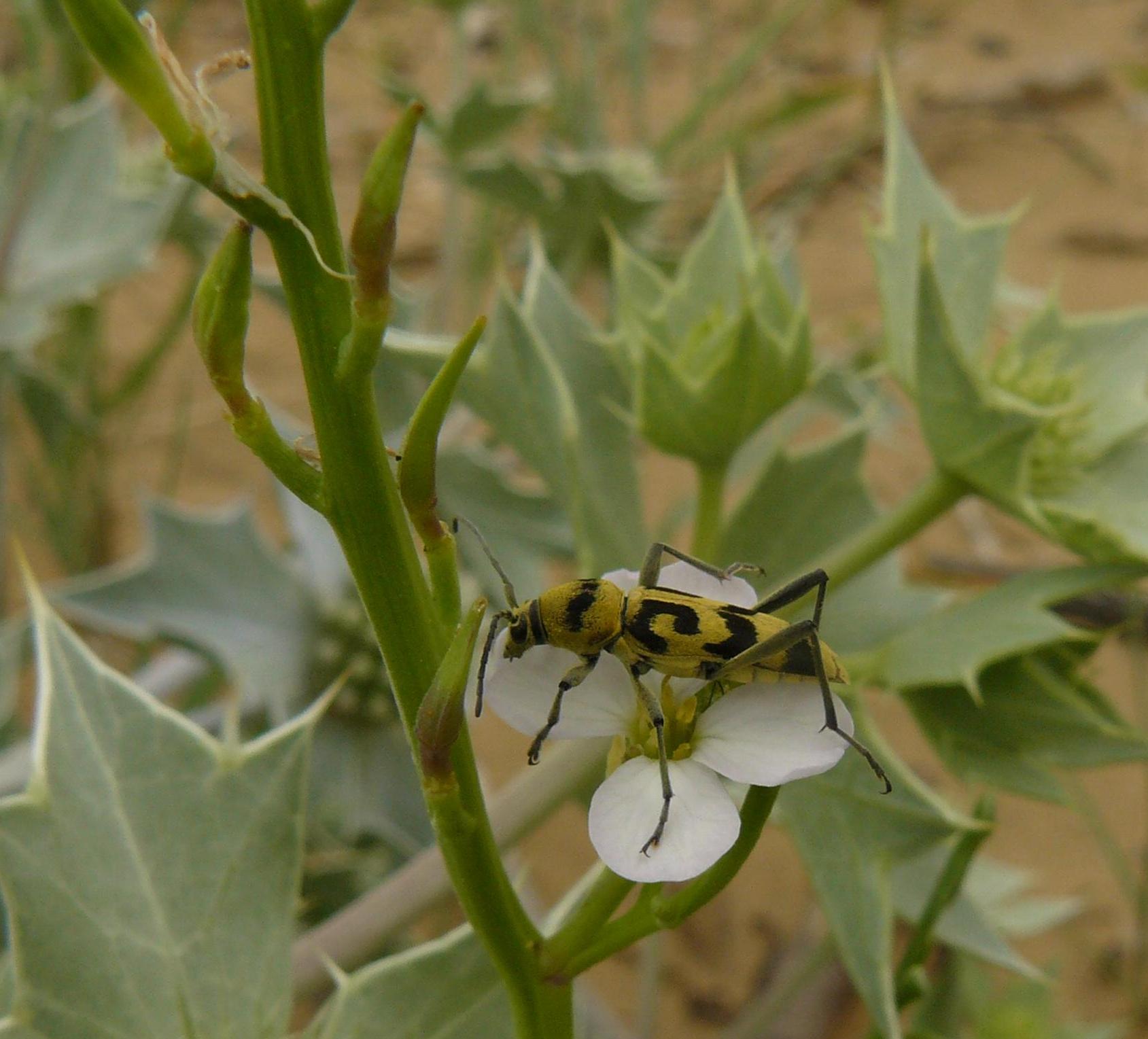 Clorophorus varius su rucola di mare